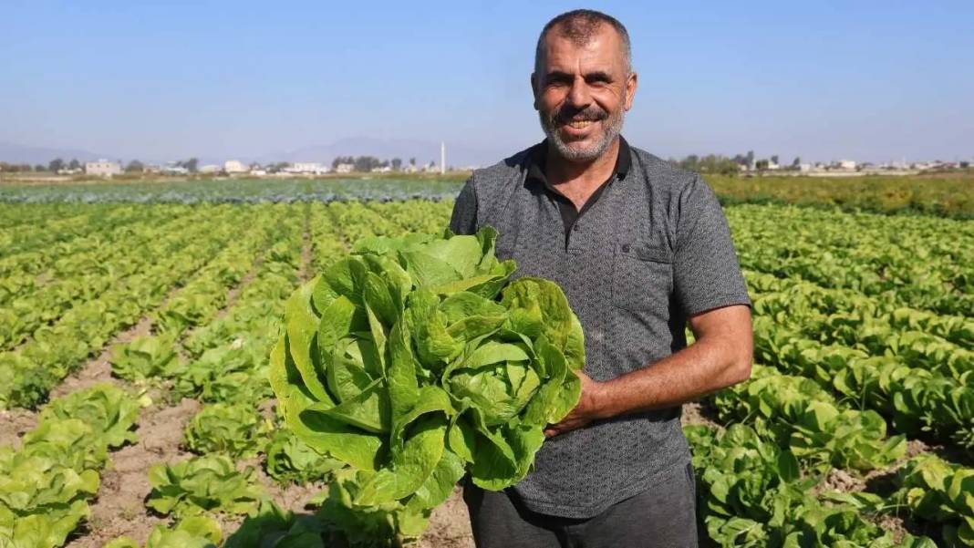 Hatay’da Marul Hasadı Erken Başladı: Tarlada 25, Reyonda 70 TL! 4